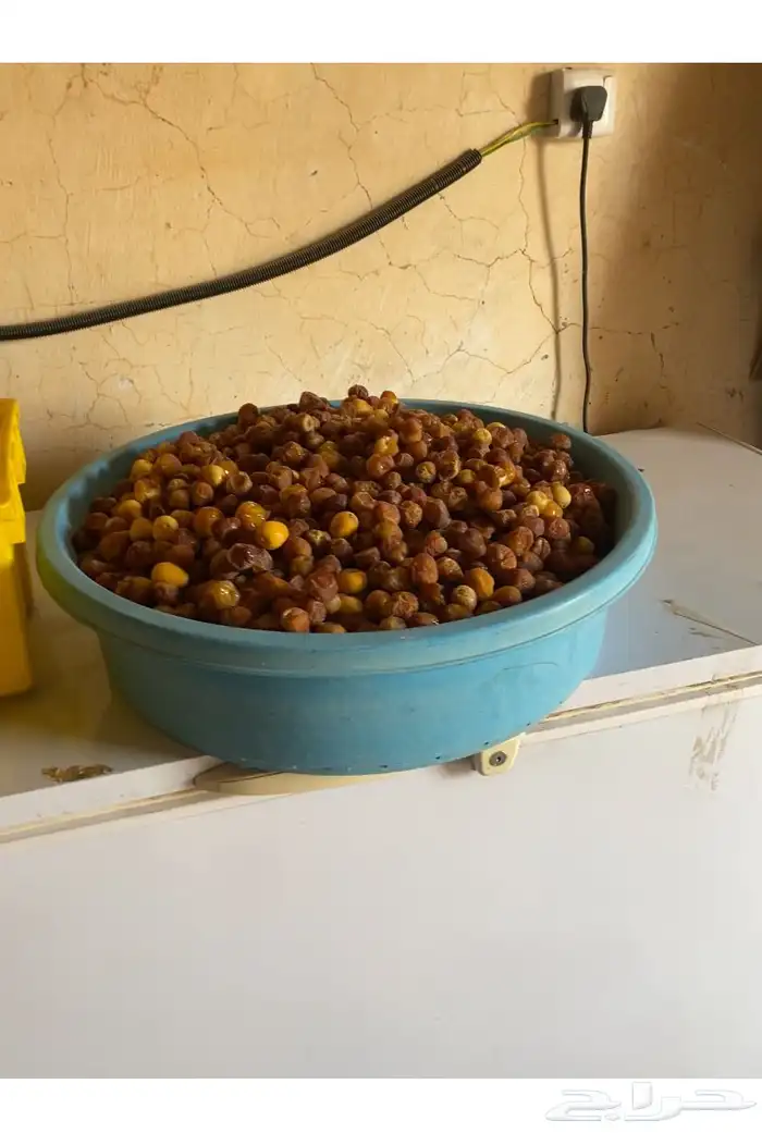 قنيان برحي 0