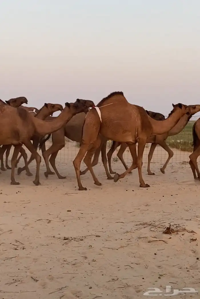 ابل ذود صفر وشعل طيبه للبيع 20