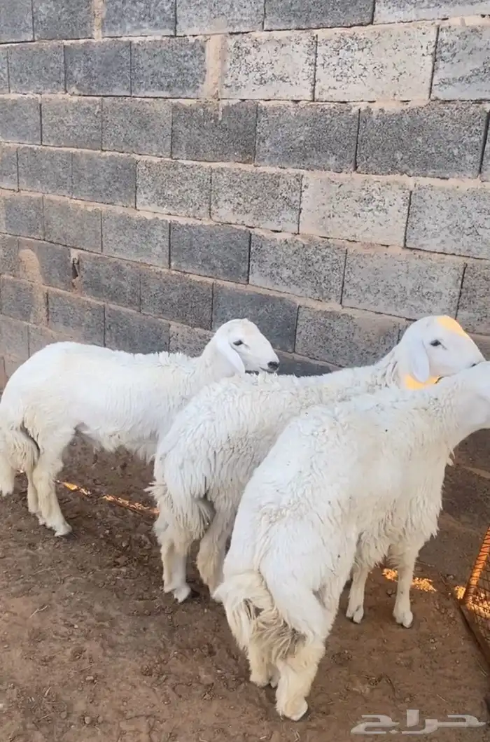 خرفان حري 0