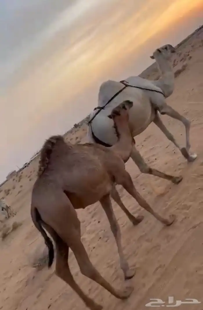 ناقه عشرا معها بكرة 1