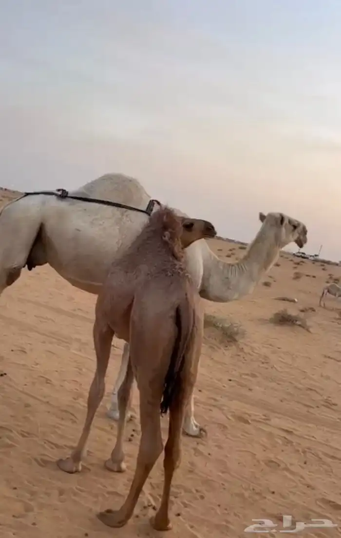 ناقه عشرا معها بكرة 0