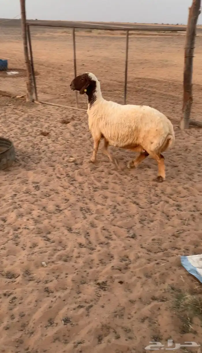 سديس مقنوي 0