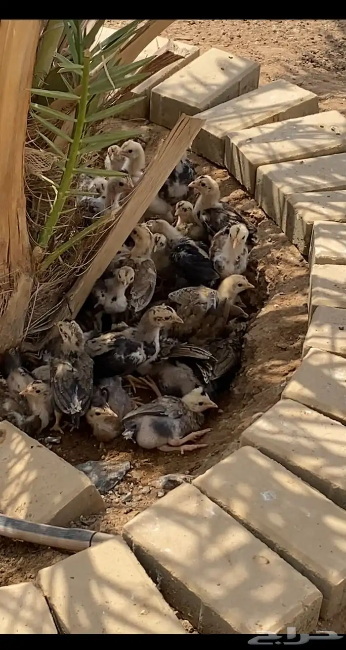 فروخ عربي افرق 0