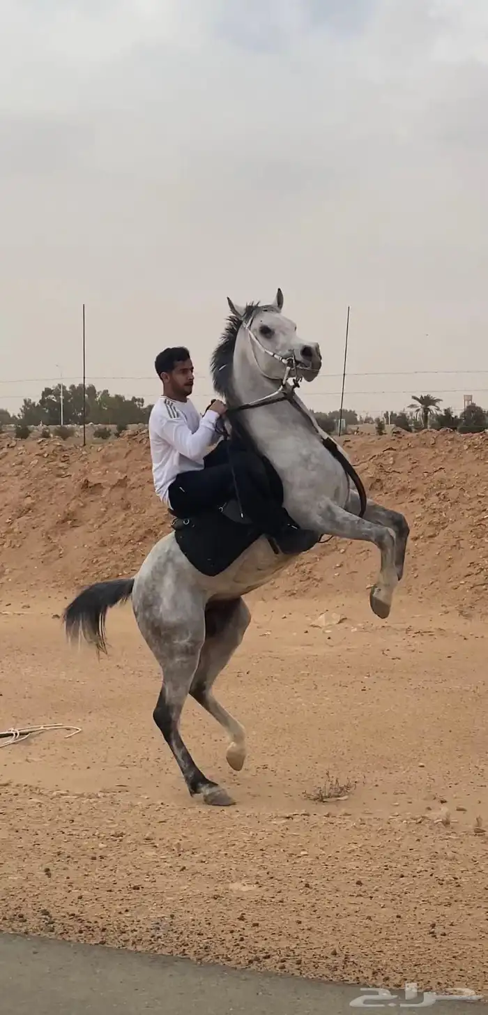 حصان للبيع 5