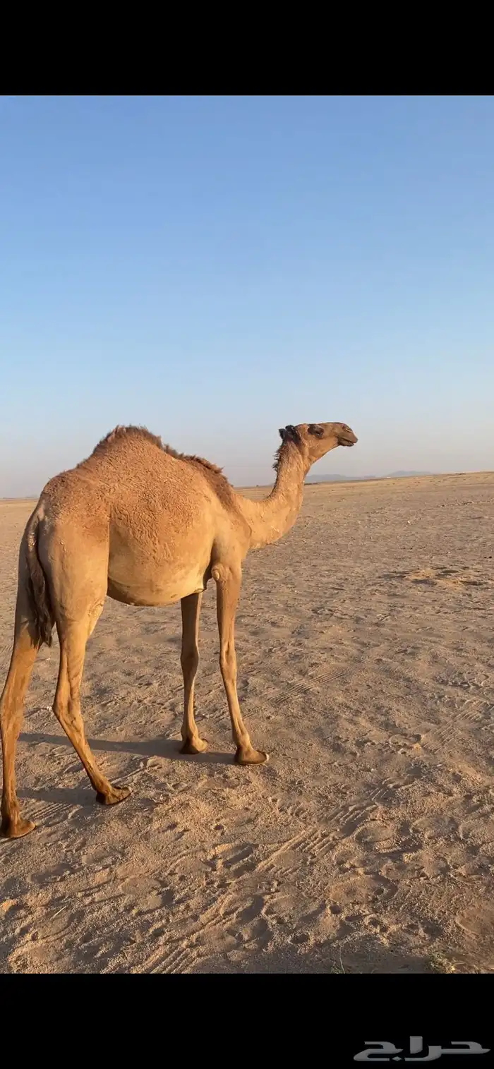 لبيع بكره شعلا 2