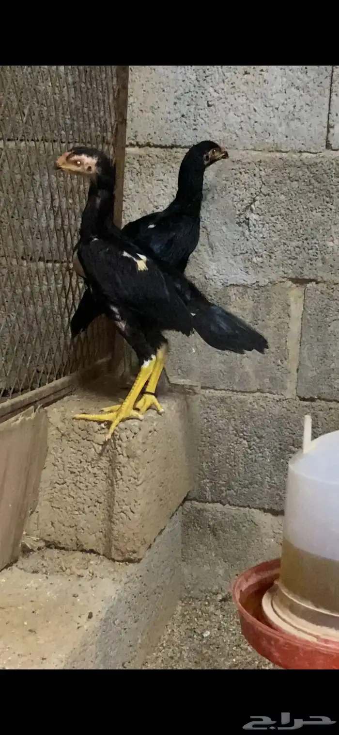 شامو الماني فروخ تم البيع 1