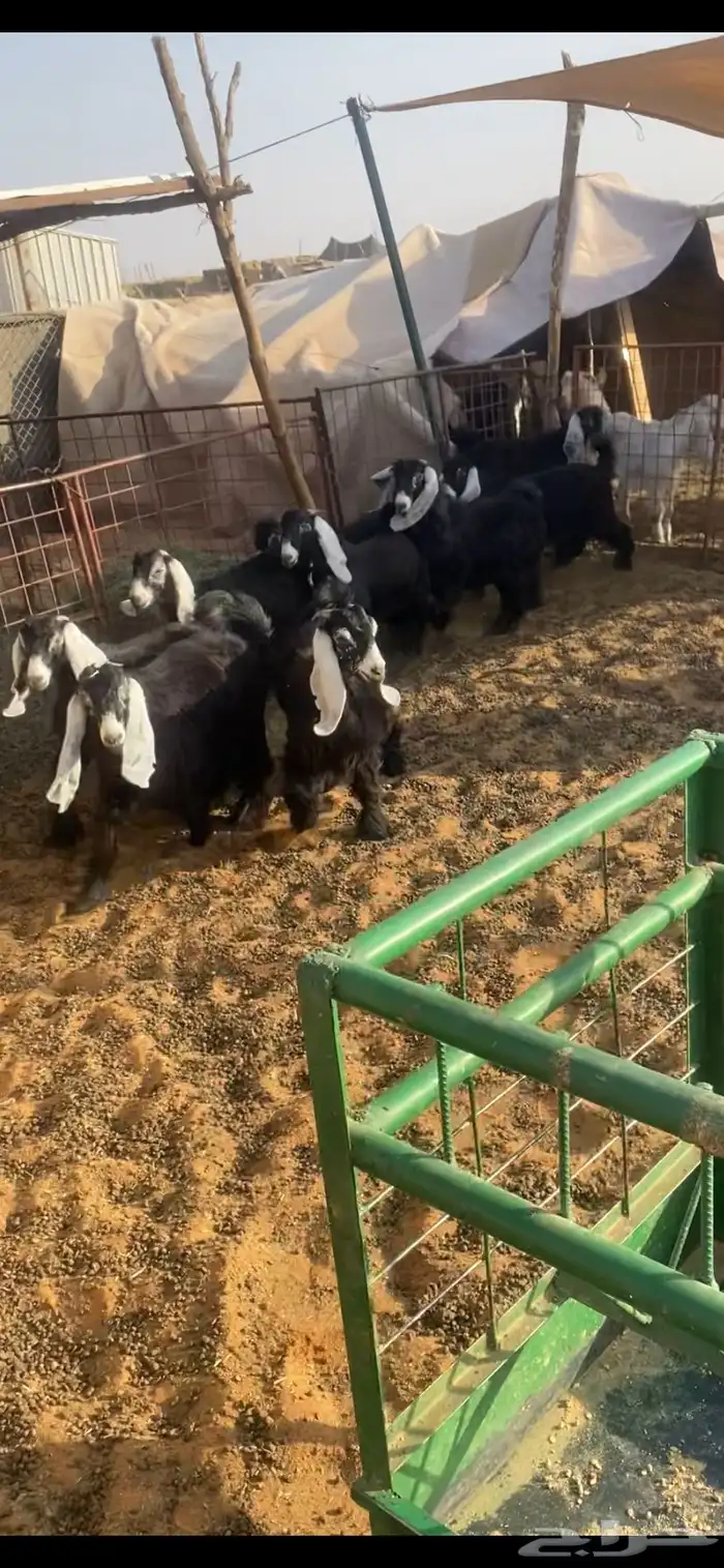 جفرات عوارض 1