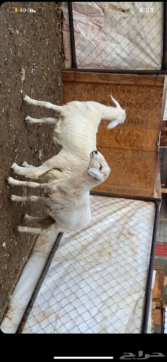 خروفين طرف وشعره ونظافه شرط 1