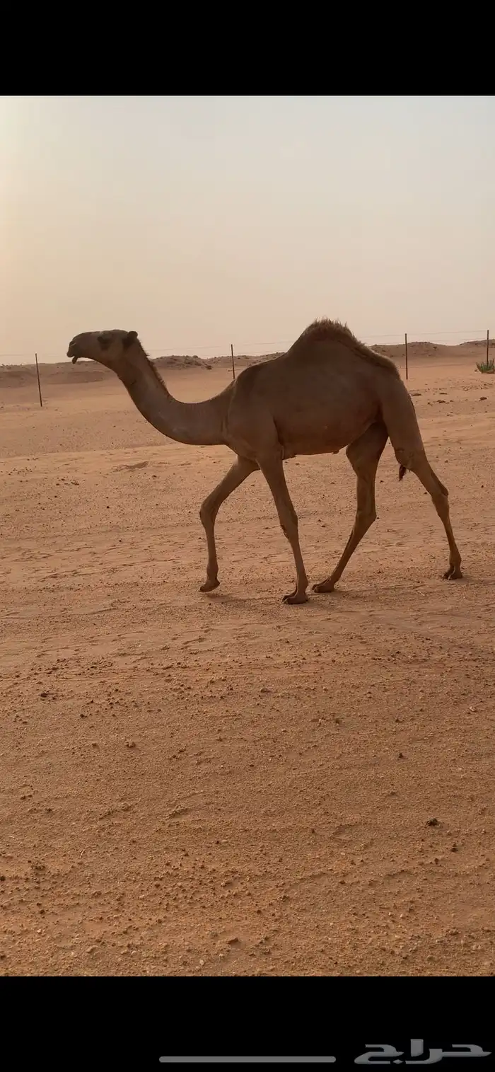 مفروده شعلا طيب 1