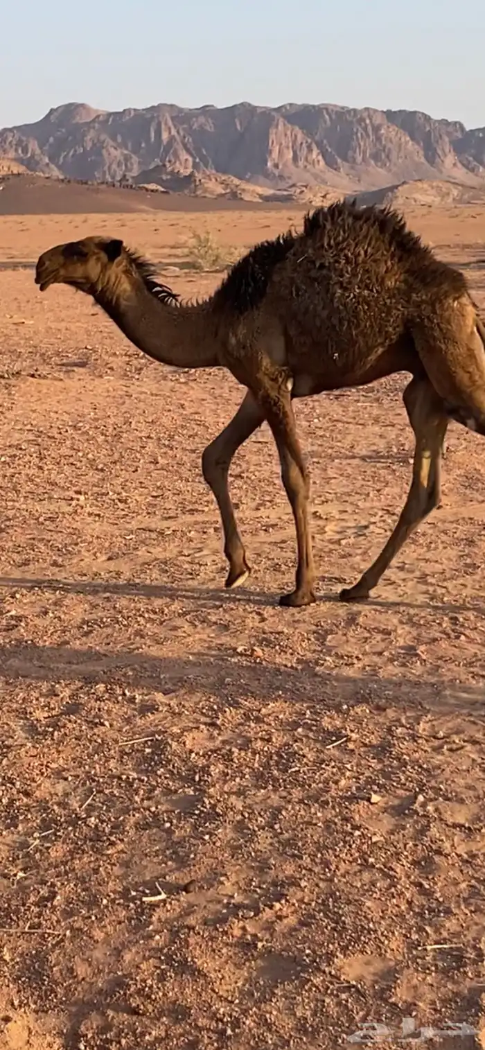 قعود اصفر 3