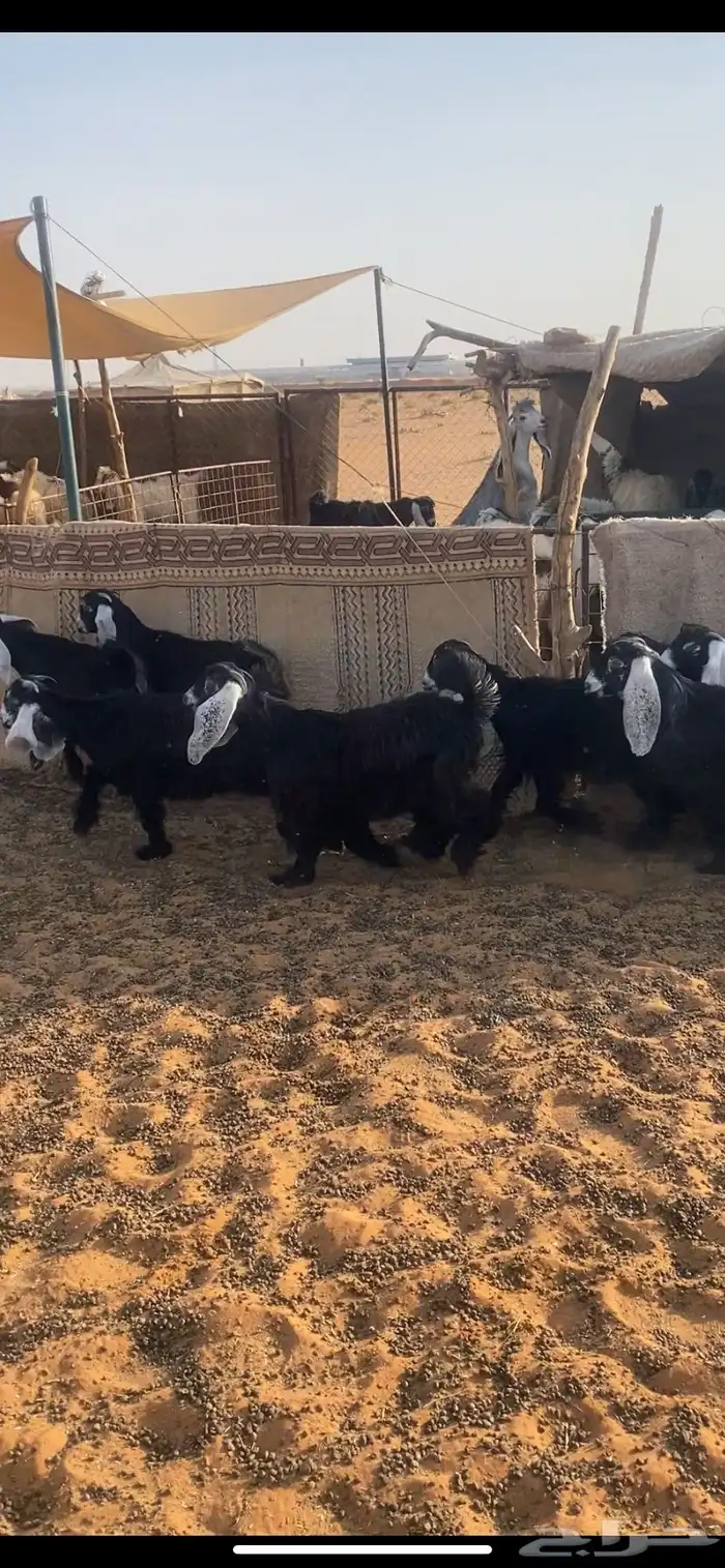 جفرات عوارض 0