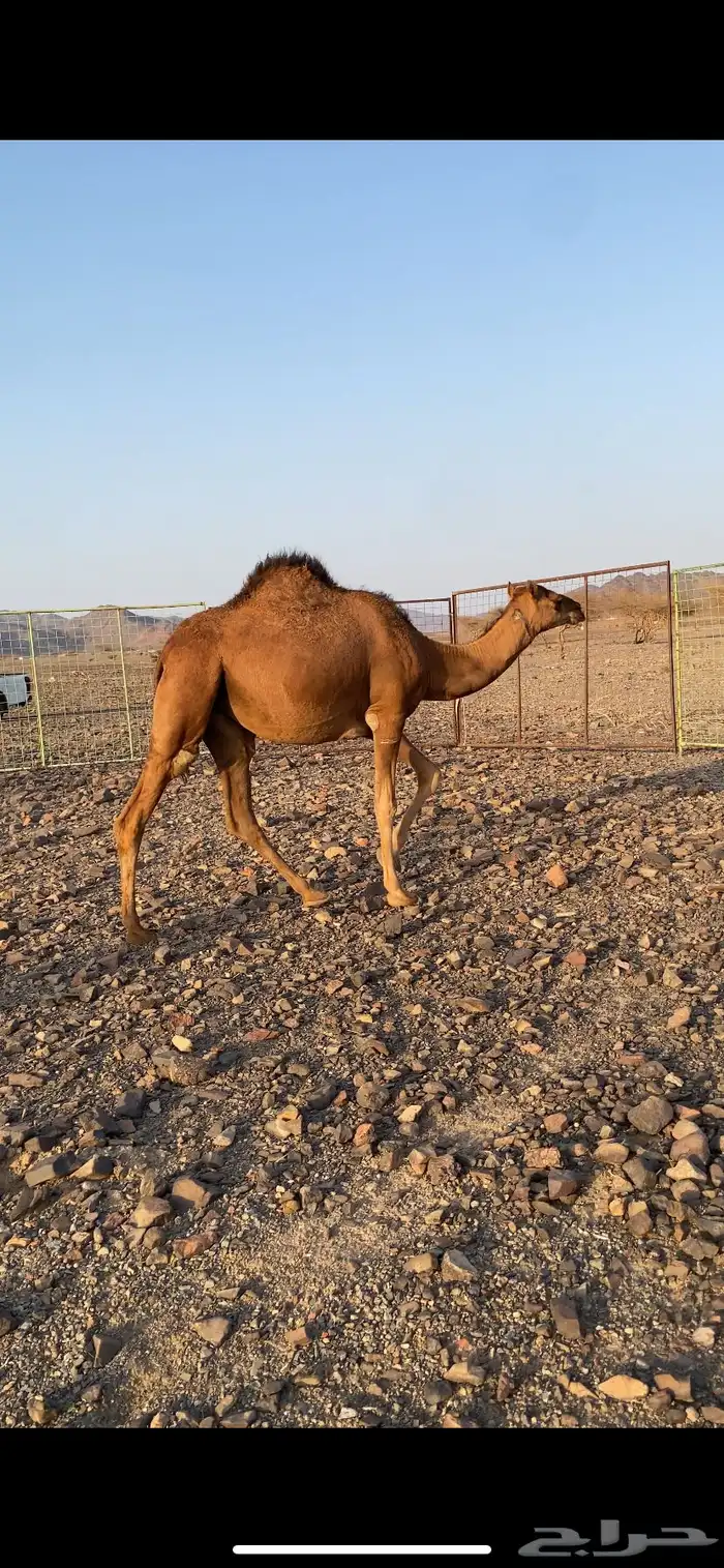 بكره حمراء دهماء لون ملكي من عمق بل طيبه منوت القاني 3