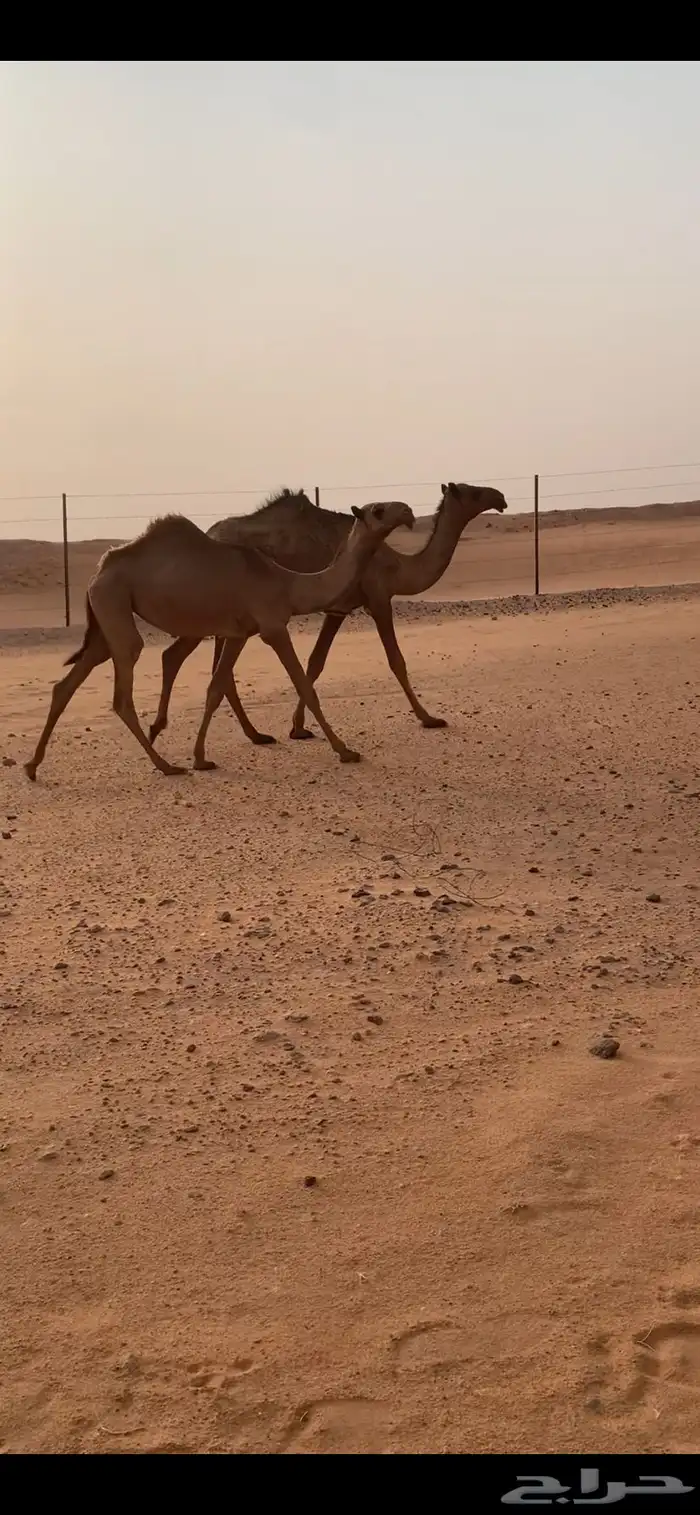 مفروده شعلا طيب 3
