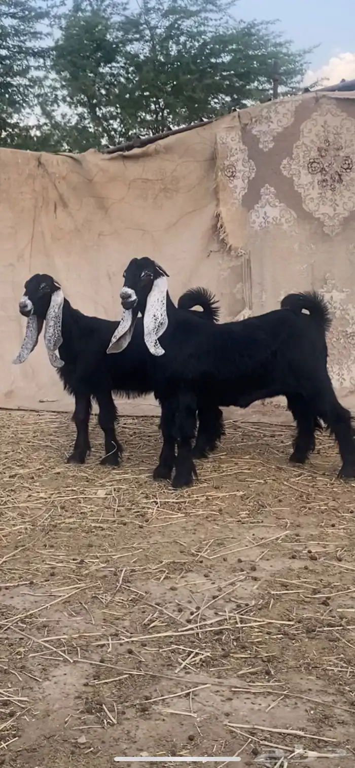 جفرتين عوارض معرفات 1