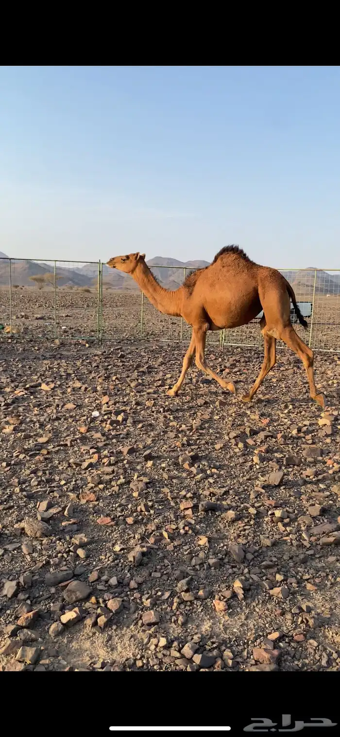 بكره حمراء دهماء لون ملكي من عمق بل طيبه منوت القاني 2