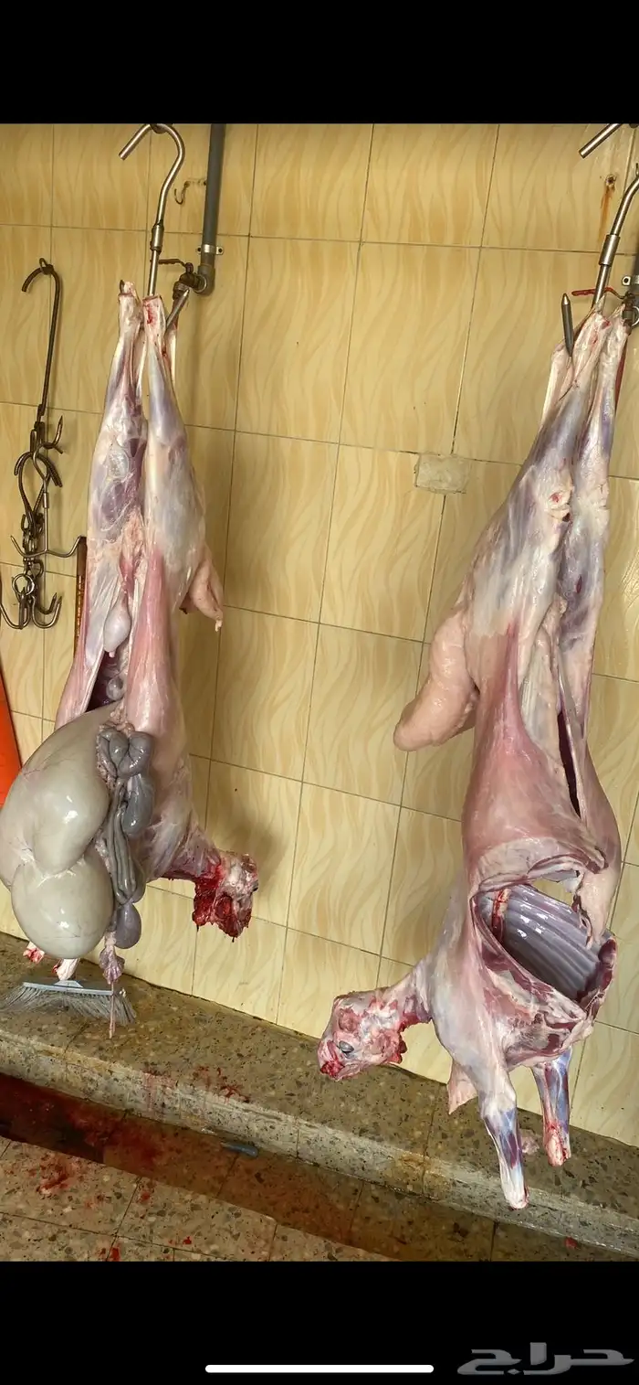 ذبايح للبيع 3