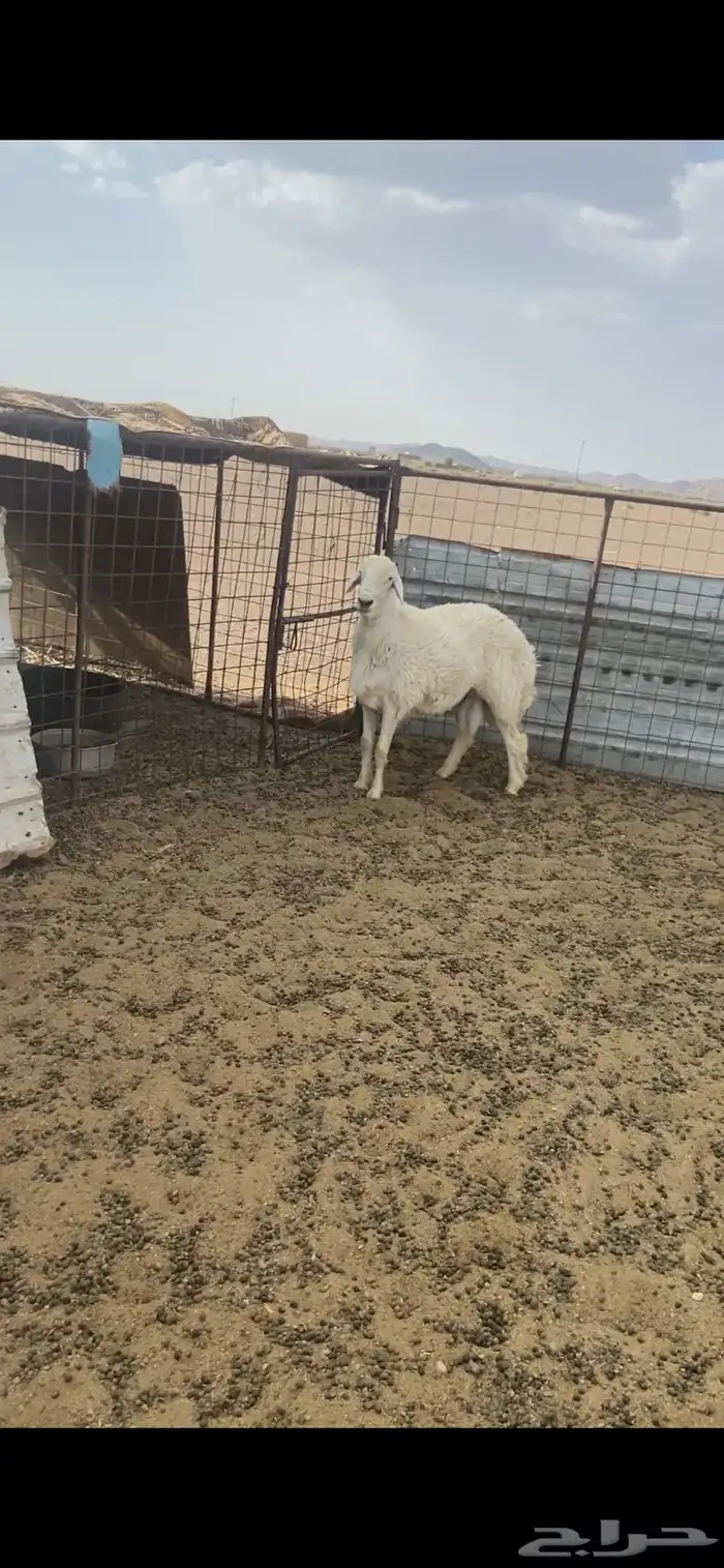 خروف جذع مشروط الموقع الحناكيه 1
