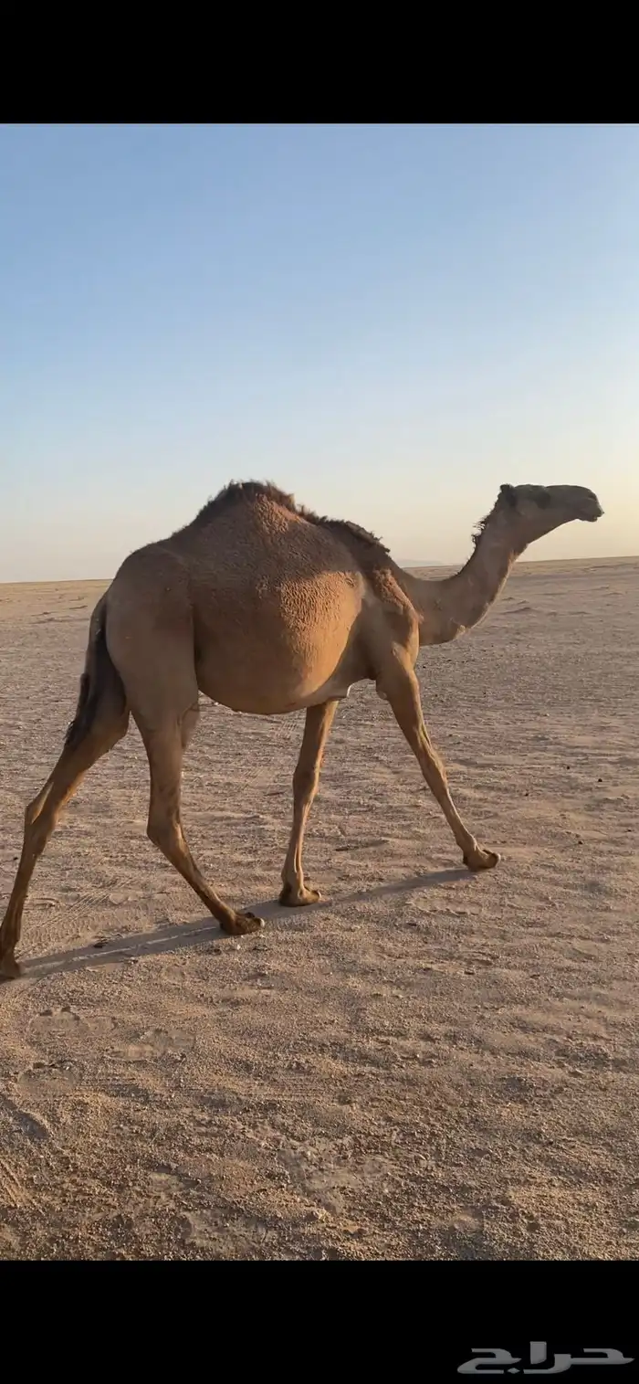 لبيع بكره شعلا 0