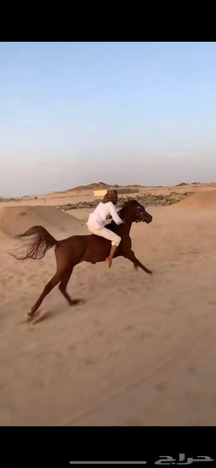حصان كفو شعبي 4