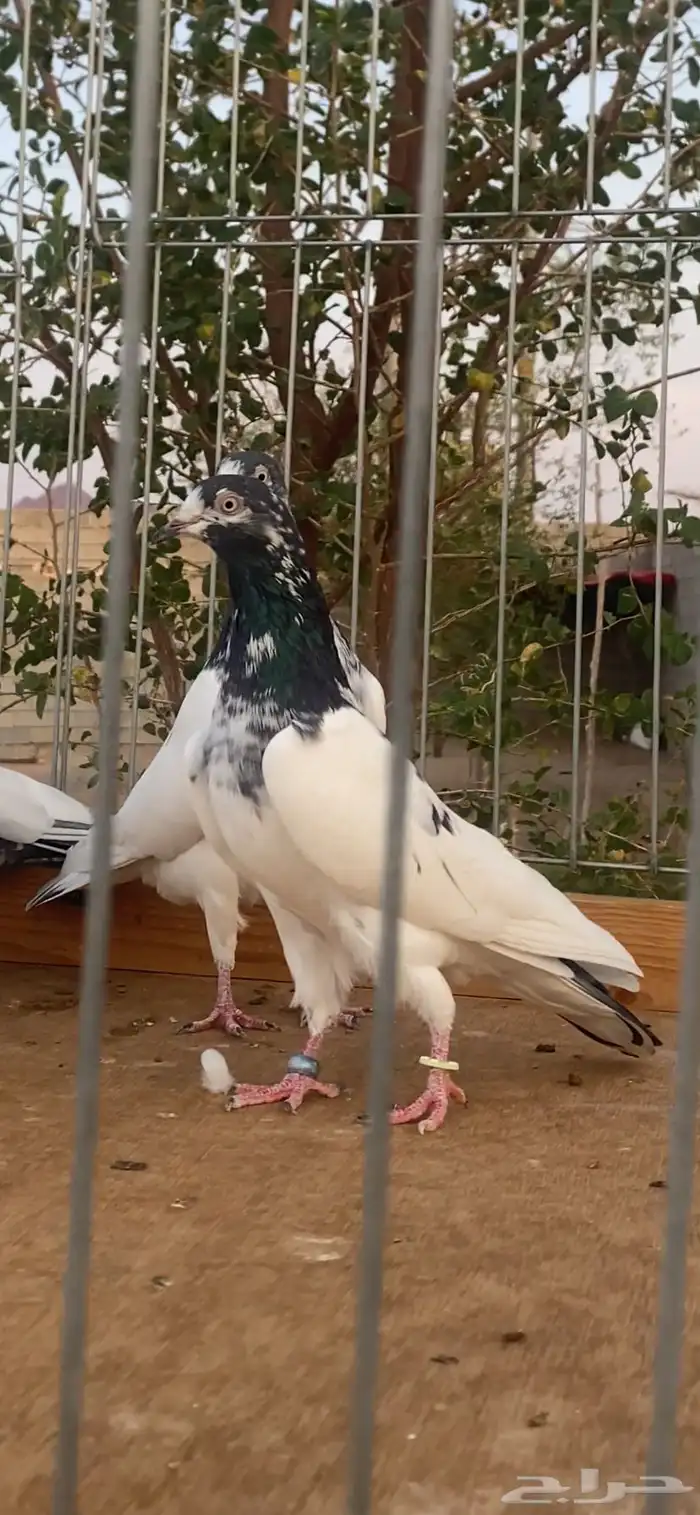 للبيع جوزين تيادي 1
