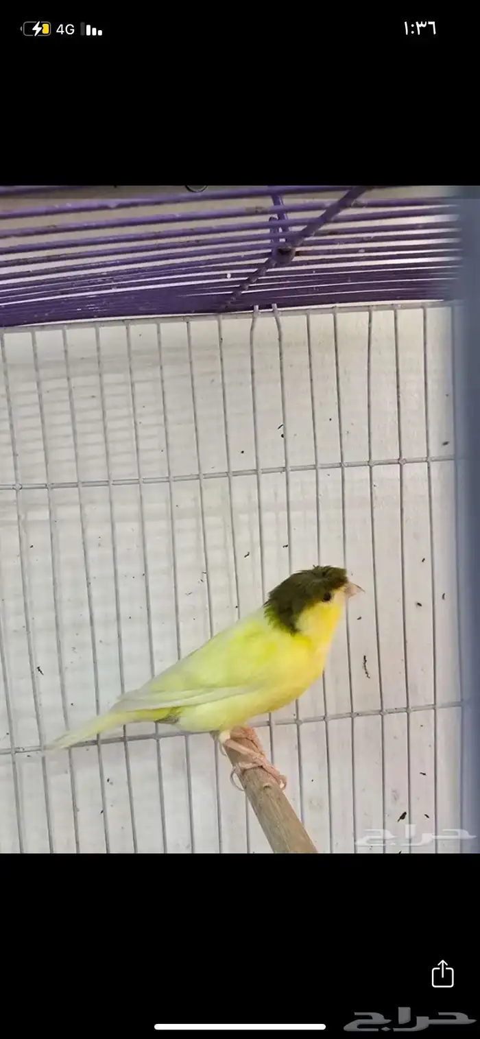 ذكر كناري اصفر كامل تم البيع 3