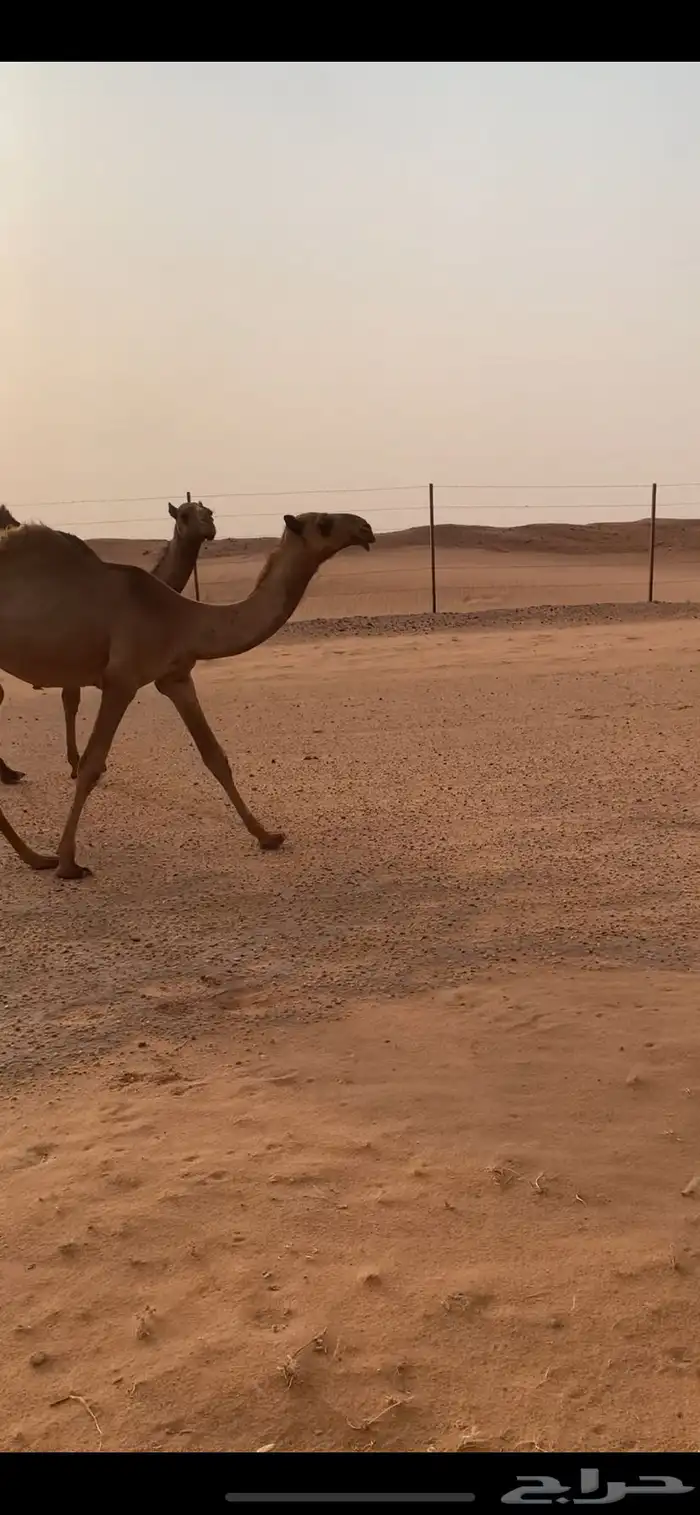 مفروده شعلا طيب 2