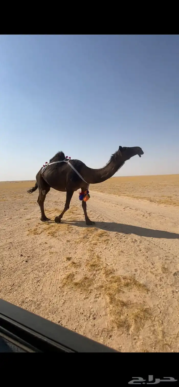 لقحه طيبه 0
