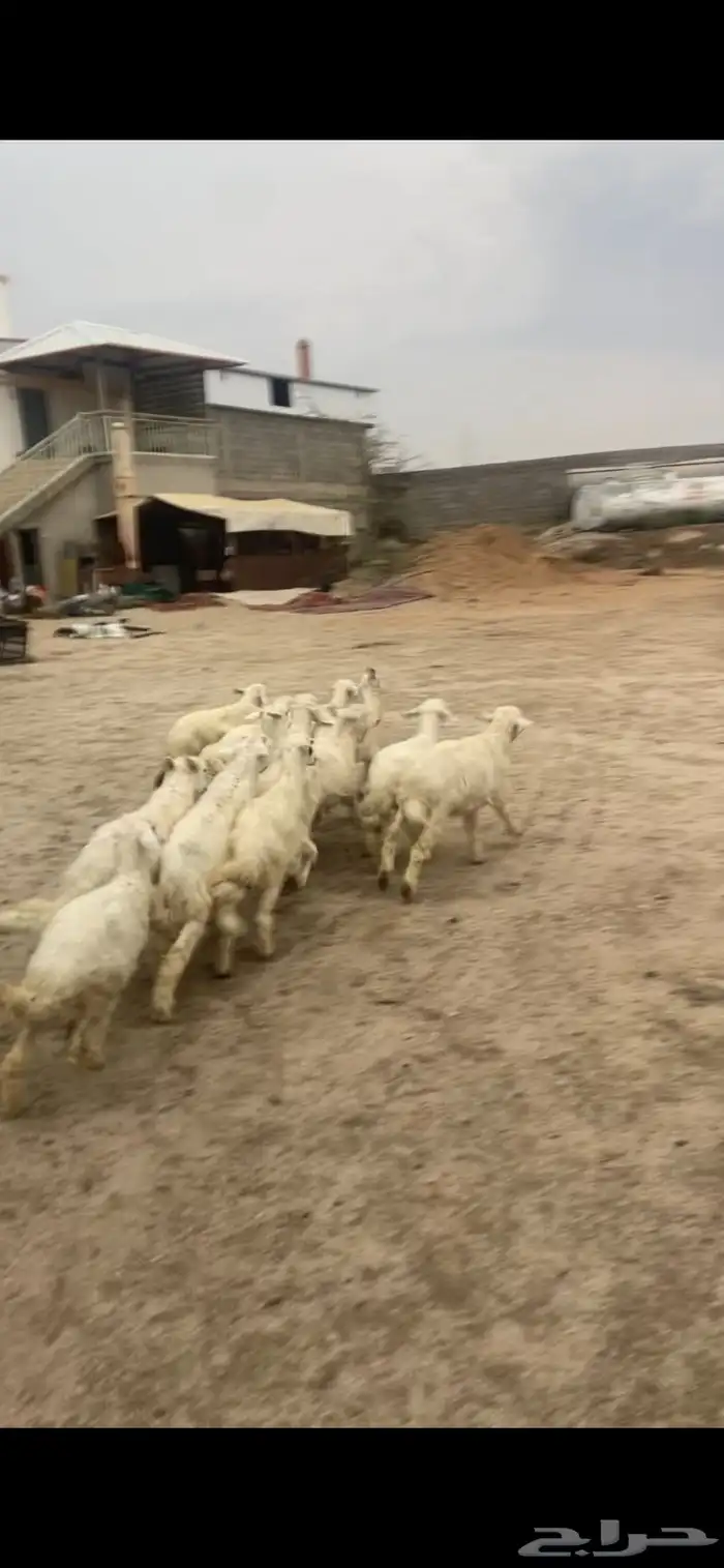 بهم للبيع 3
