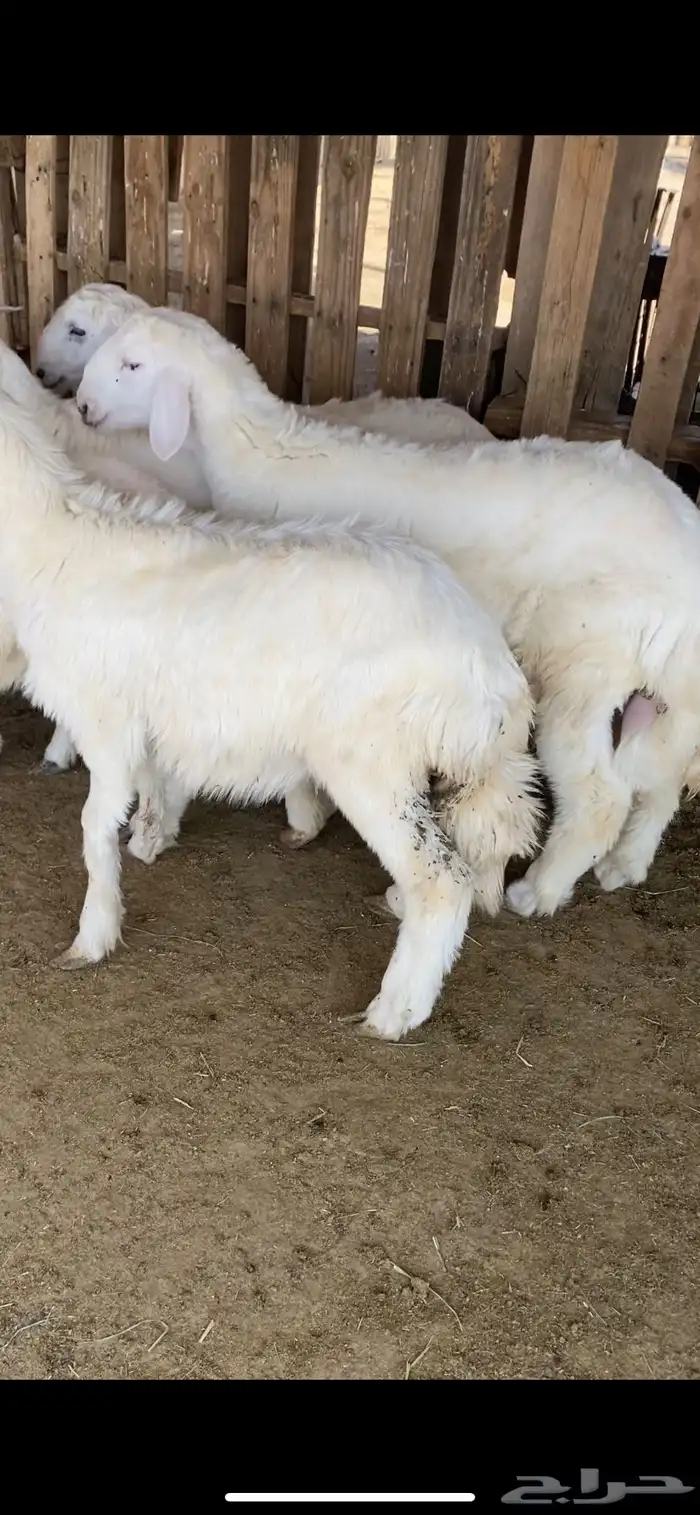 البيع طليان طيبه وشحم 1