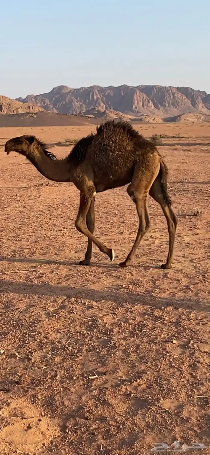 قعود اصفر 1