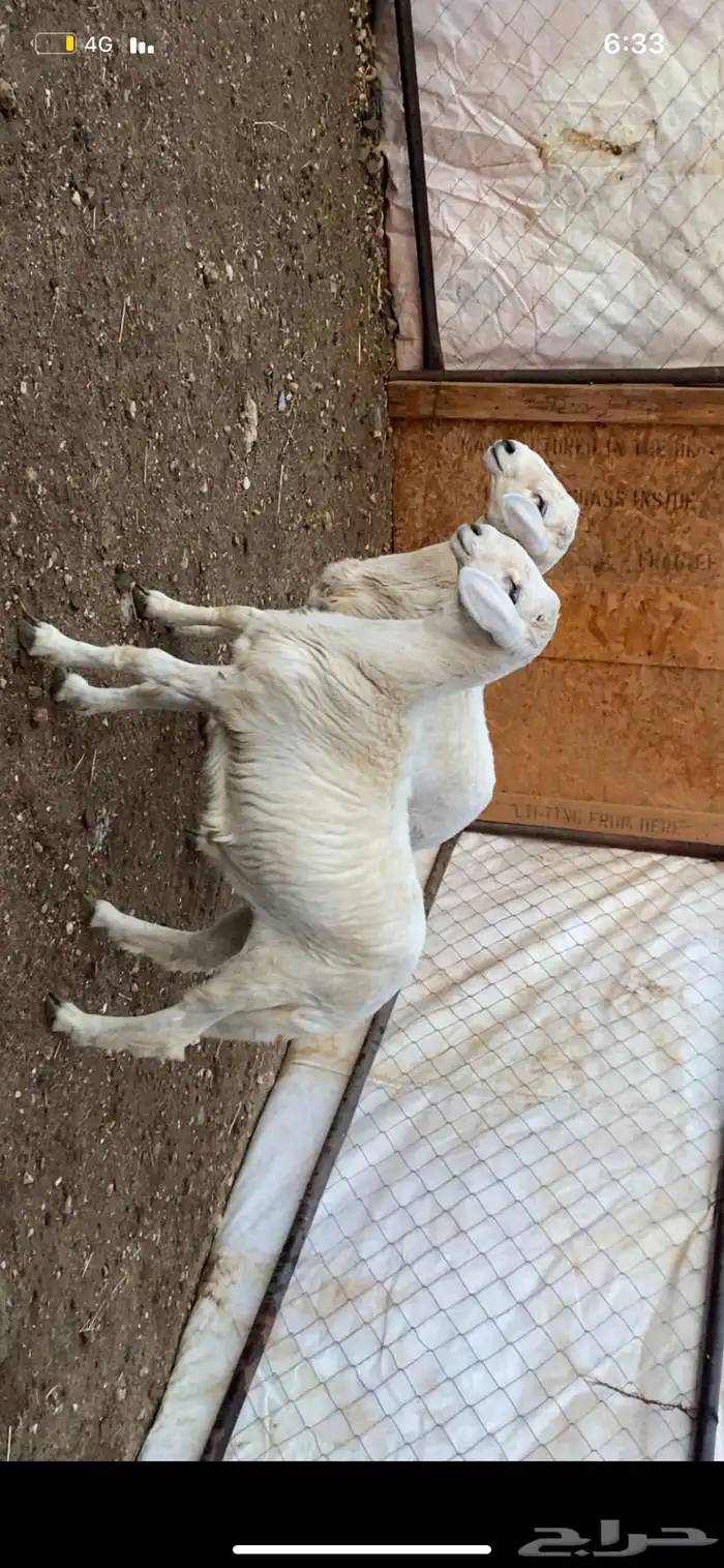 خروفين طرف وشعره ونظافه شرط 0
