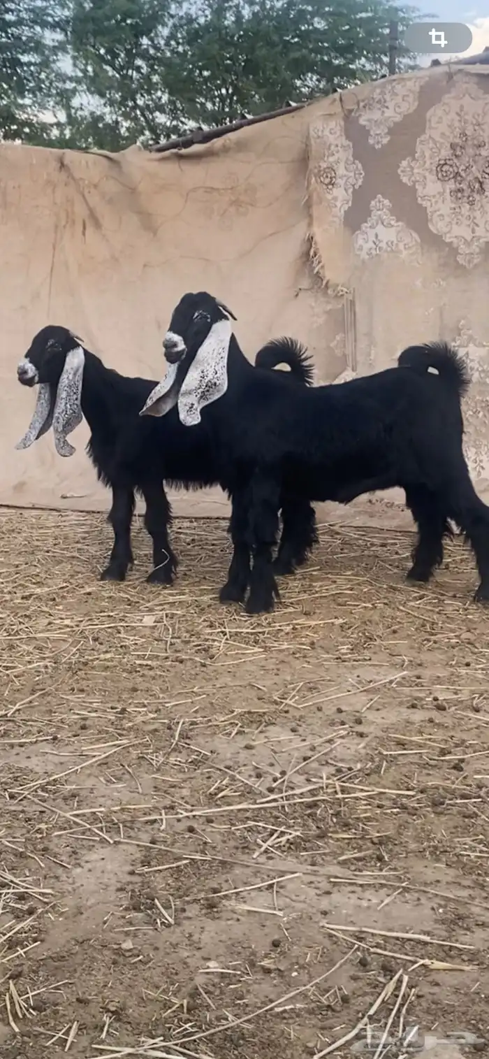 جفرتين عوارض معرفات 2