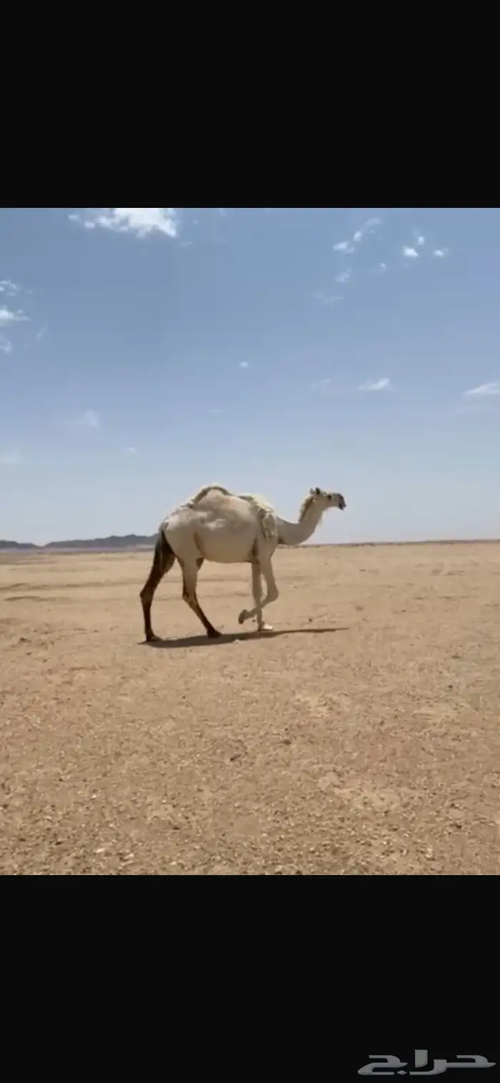 لقحه. 1