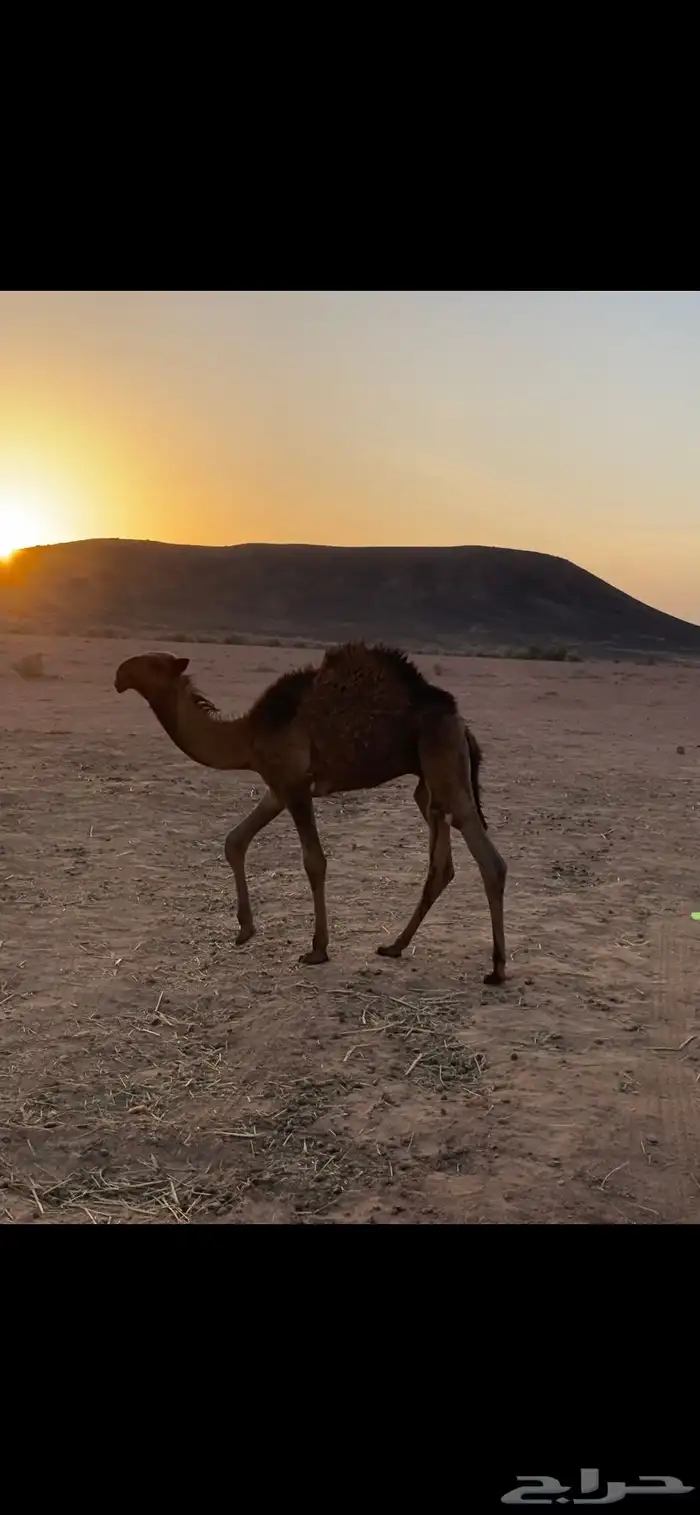 قعود اصفر 2