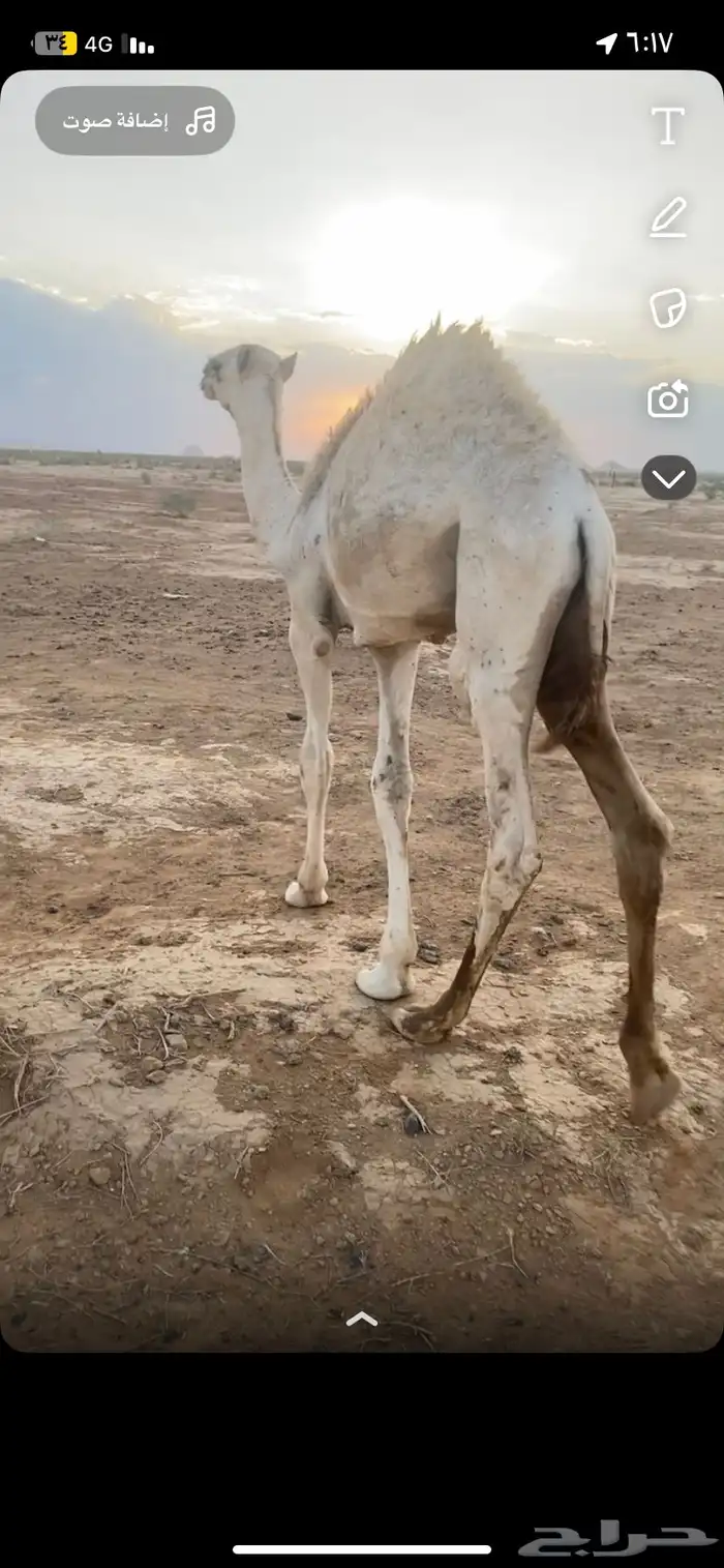 قعود لباني 0