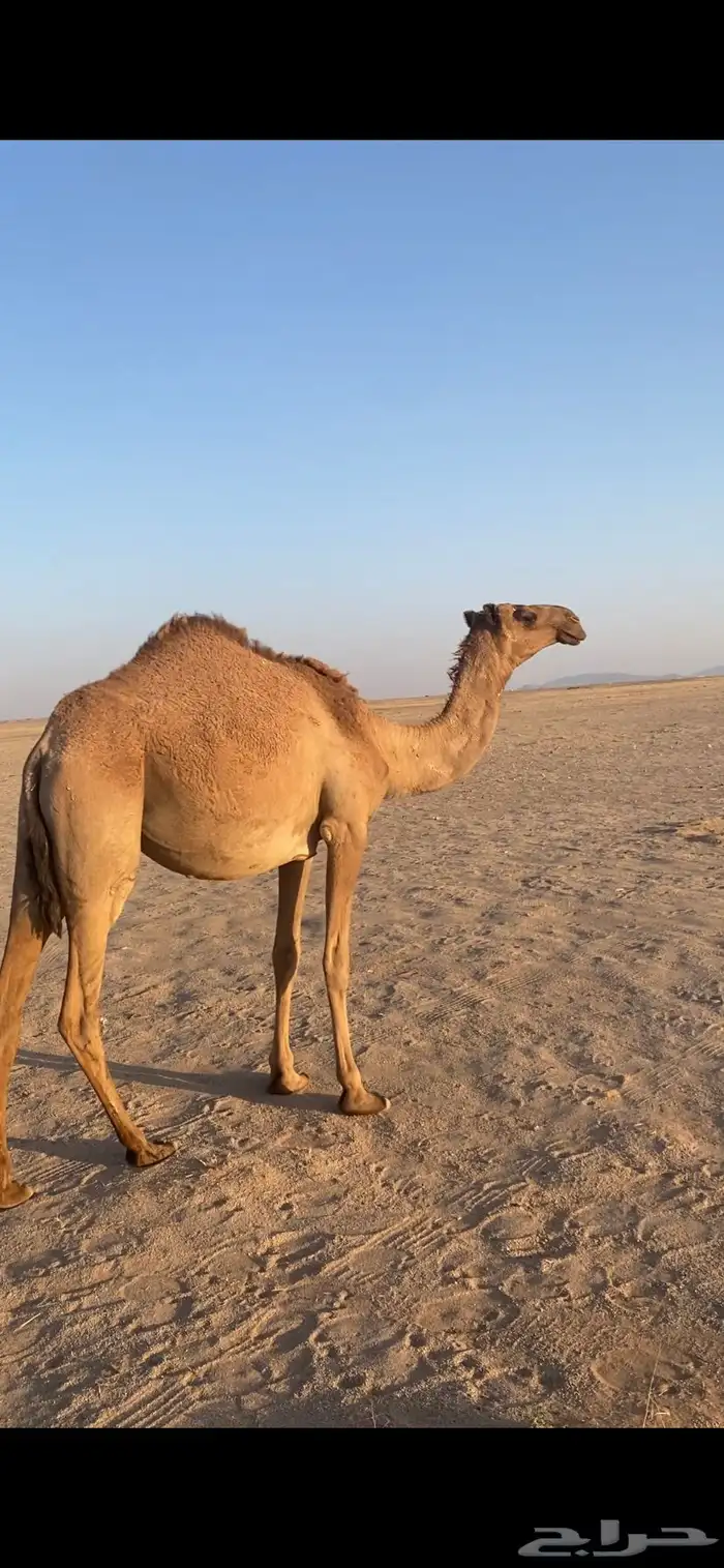 لبيع بكره شعلا 1