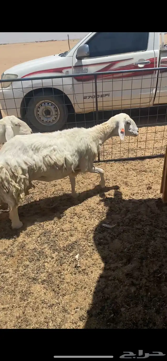 حريه والد 3