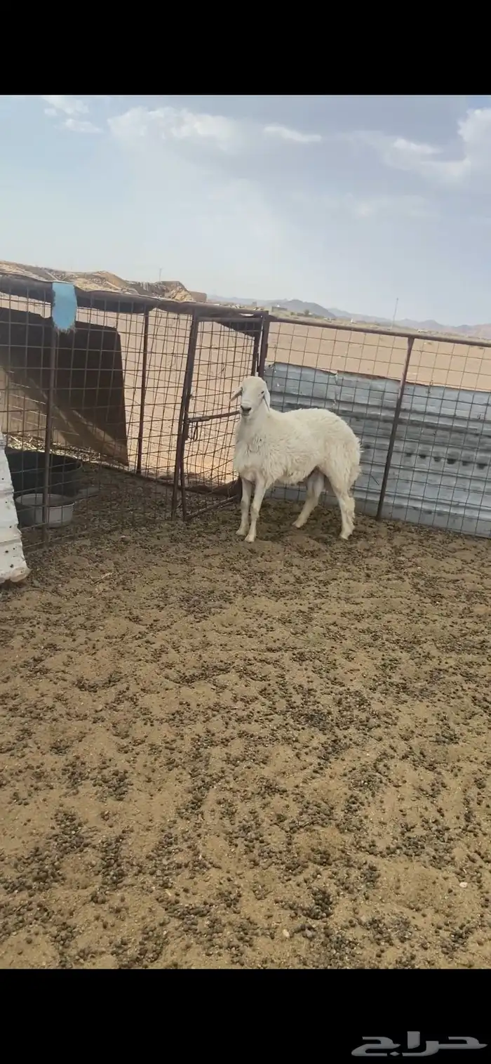 خروف جذع مشروط الموقع الحناكيه 2