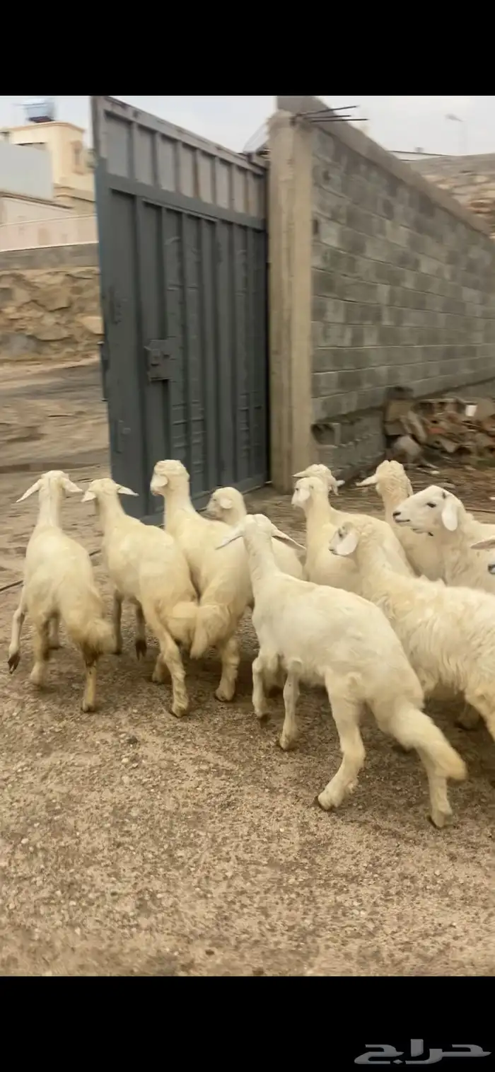بهم للبيع 2