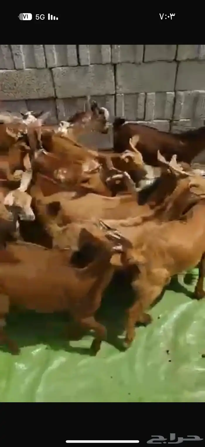 تيوس وخرفان ذبائح للبيع 2