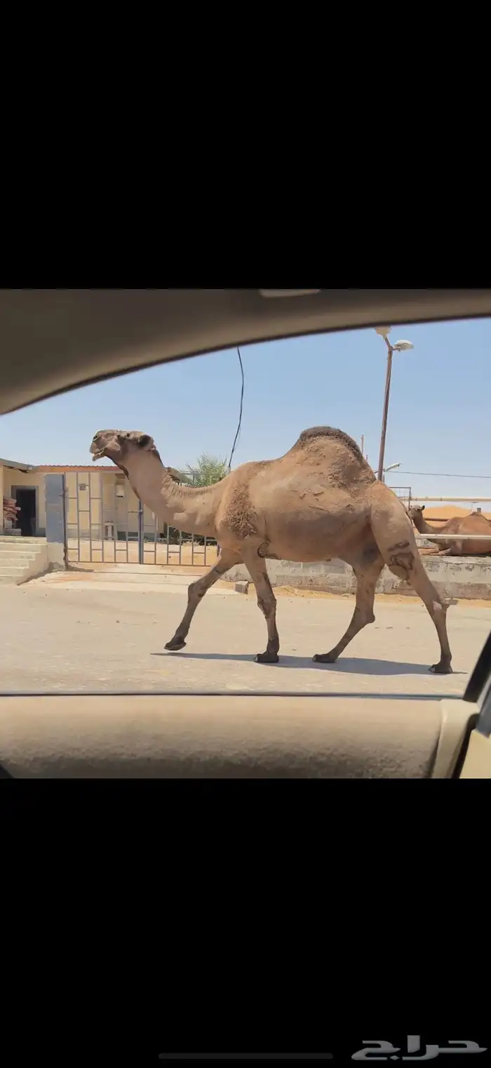 فحل اصفر كفو 7