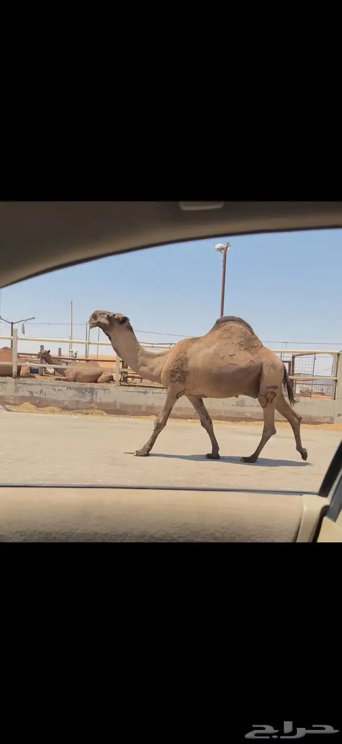 فحل اصفر كفو 3