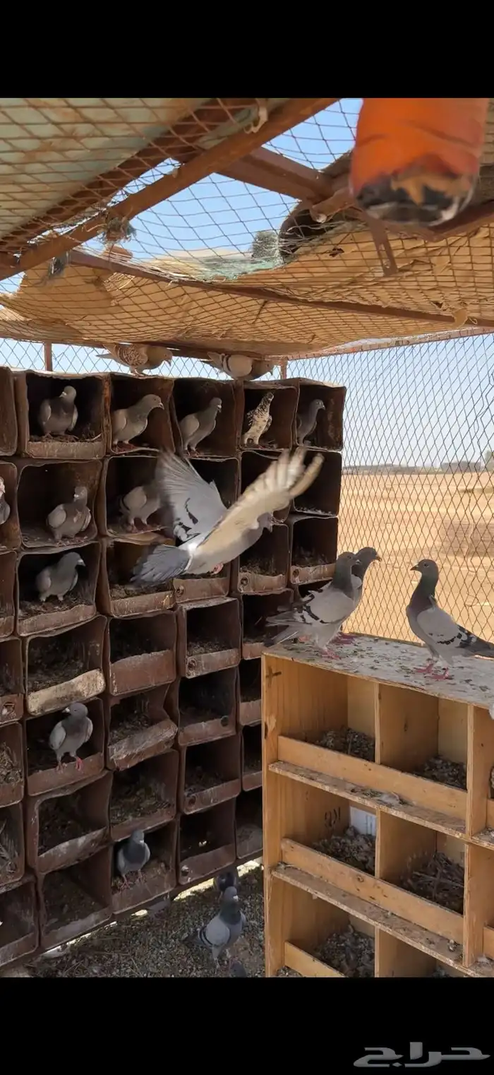 للبيع حمام زاجل ازرق ابوخطين 1