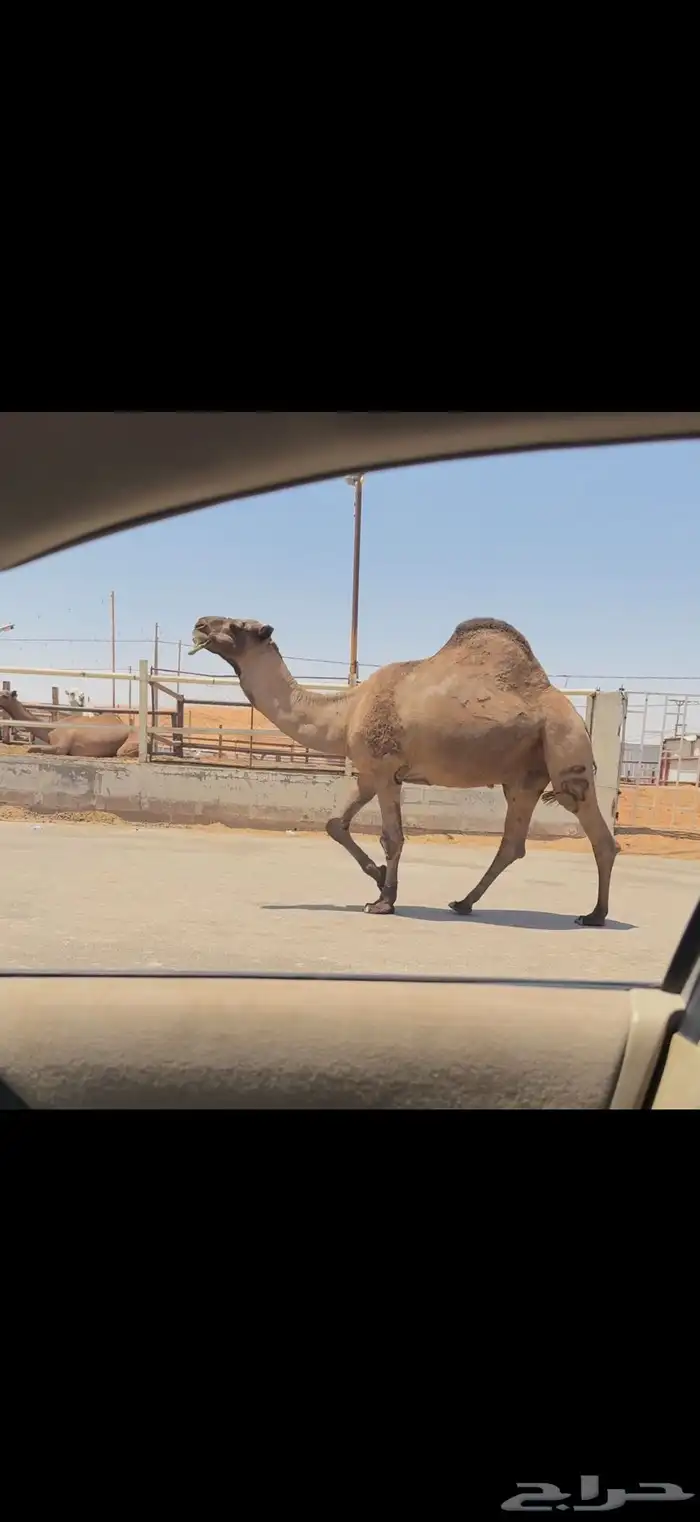 فحل اصفر كفو 2