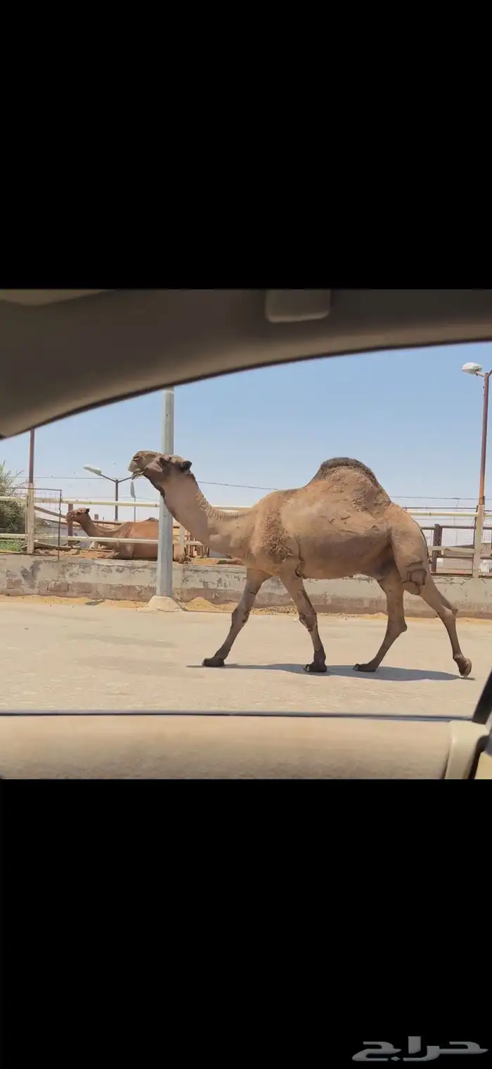فحل اصفر كفو 4