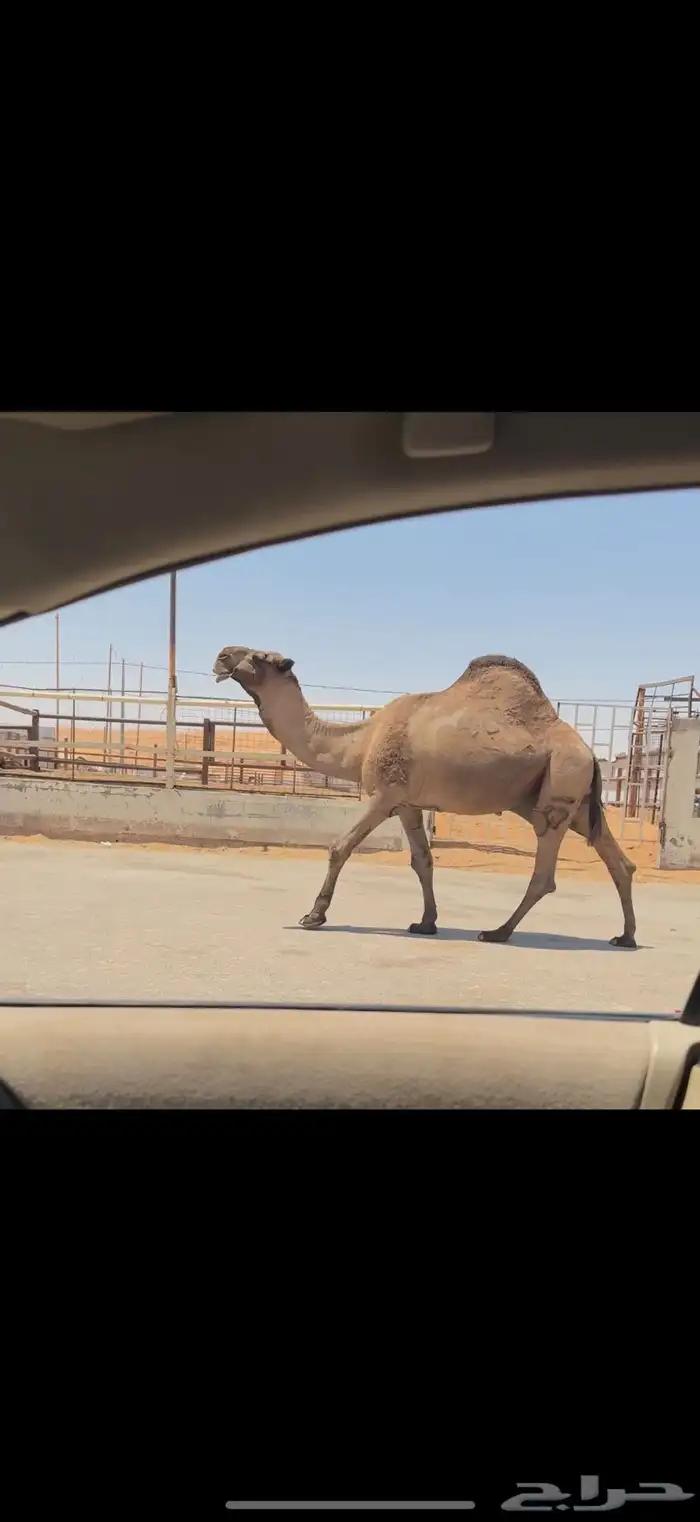 فحل اصفر كفو 0