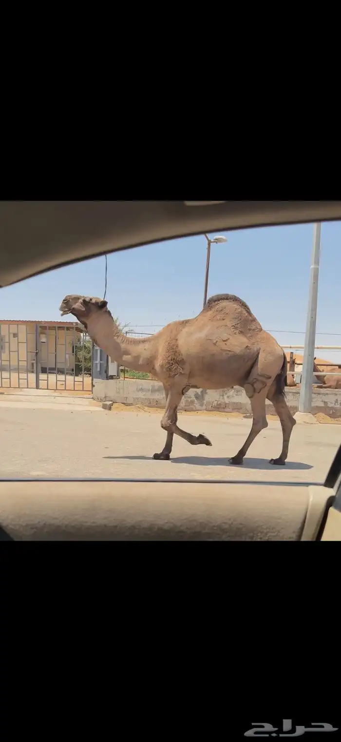 فحل اصفر كفو 6