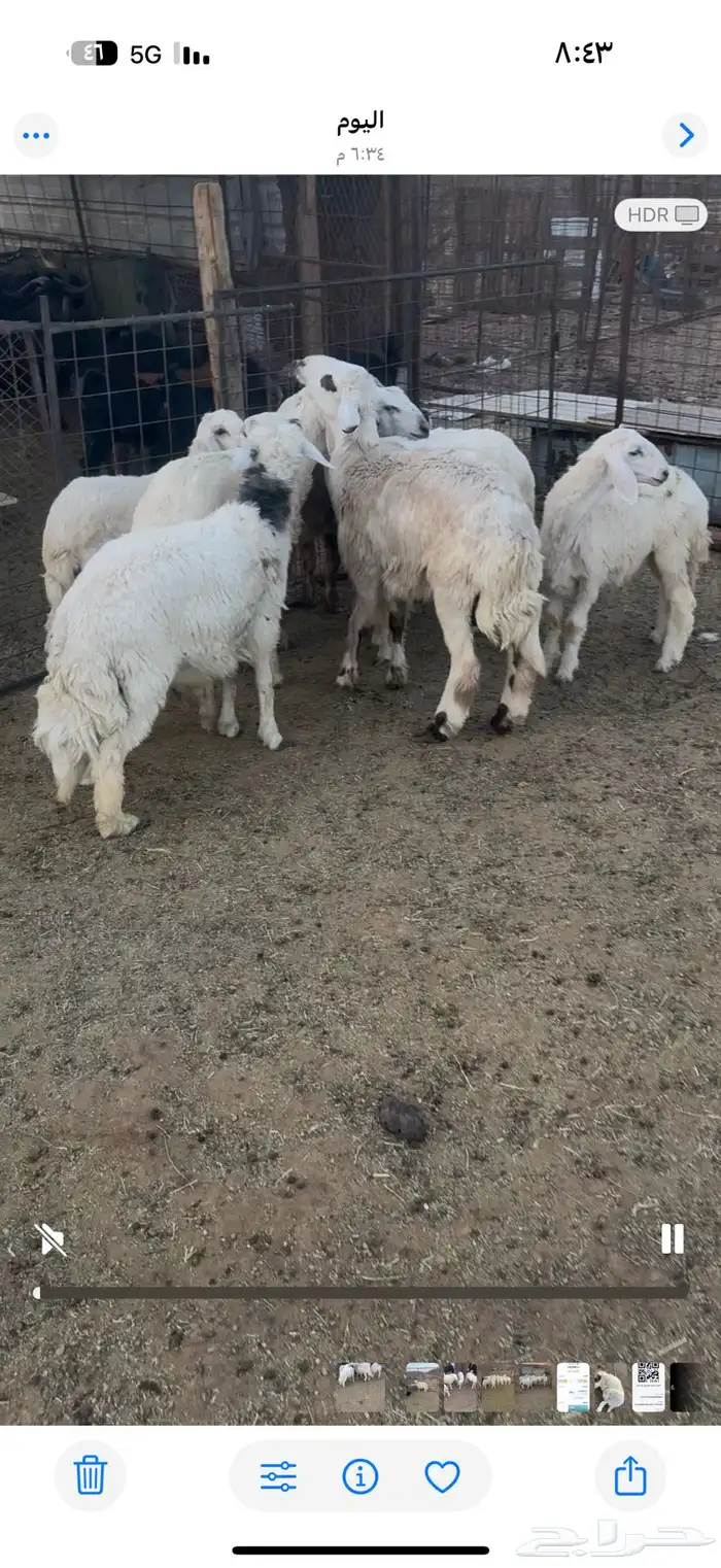 اعرض لكم طليان صافيه ونضيفه شرط اعمرها من 5 الي 6 شهور 4