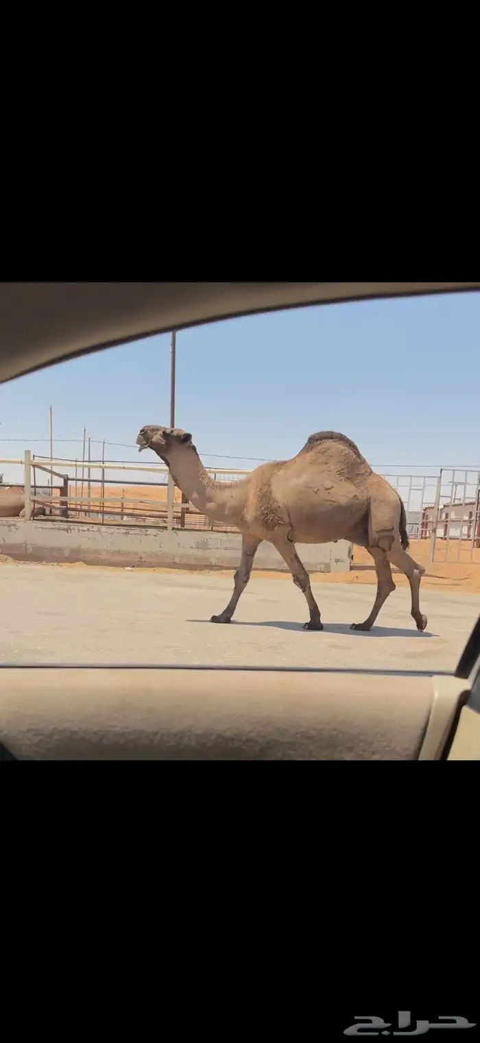 فحل اصفر كفو 1