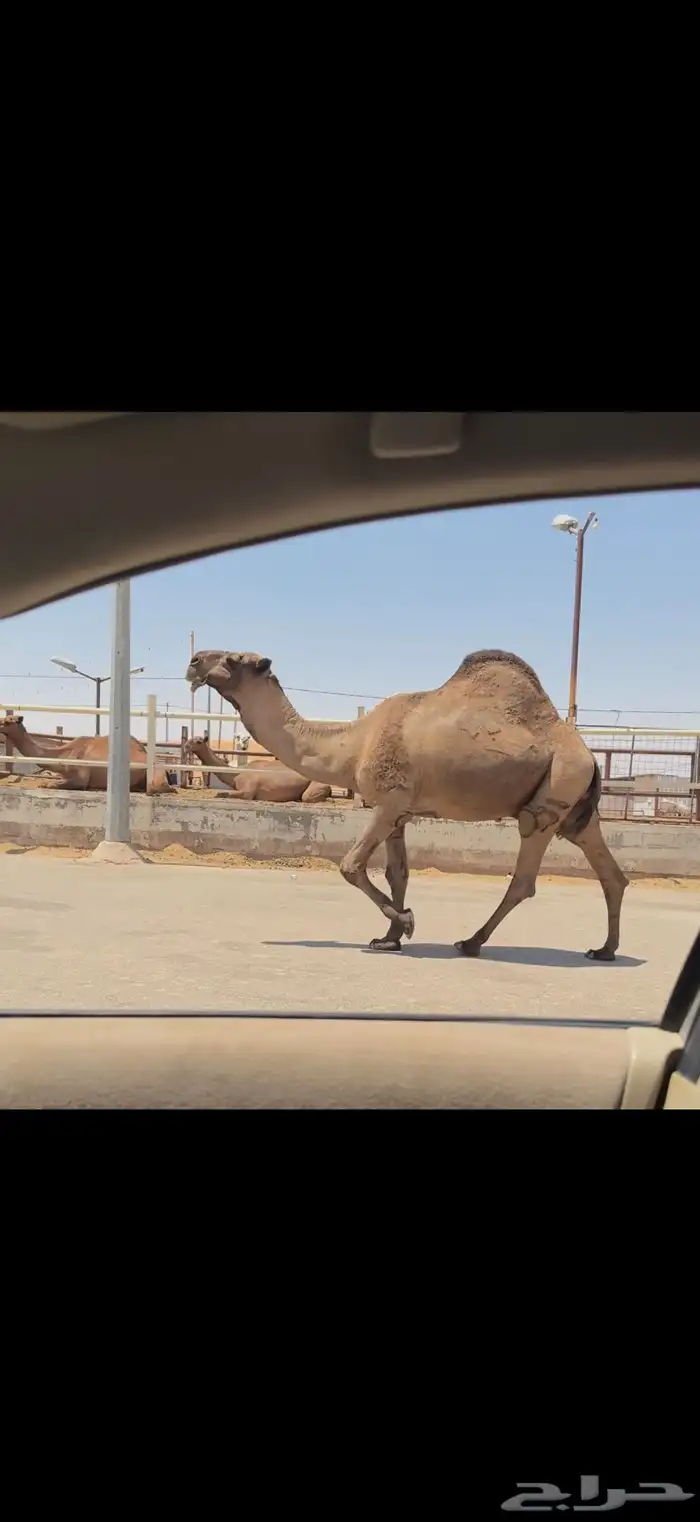فحل اصفر كفو 5